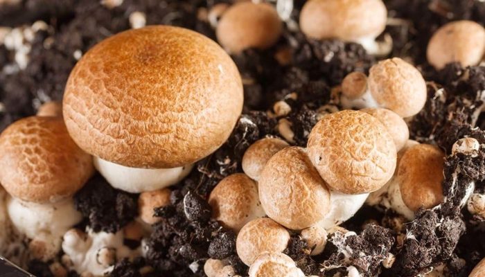 What-Are-Cremini-Mushrooms-1024x512